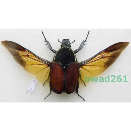 Mecynorhina ugandensis (Moser, 1907) female ex. ovo Cameroon3c